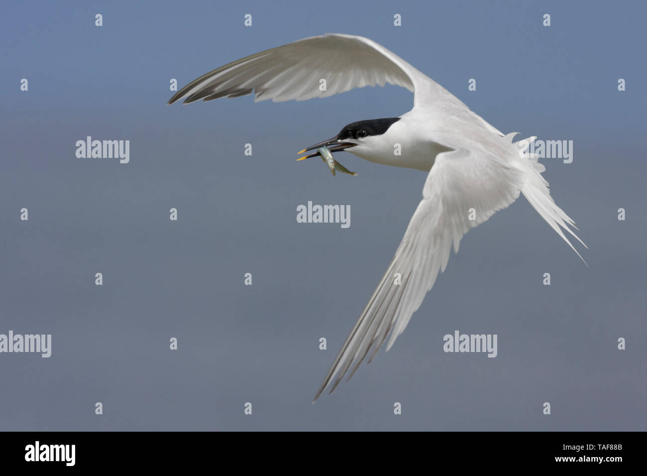 Sandwich Tern (), adult in flight carryinga fish in its bill, Northumberland, UK Stock Photo