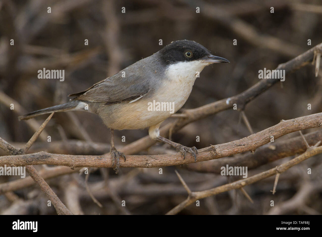 Eastern Orphean Warbler (Sylvia crassirostris), adult perched in a bush, Dhofar, Oman Stock Photo