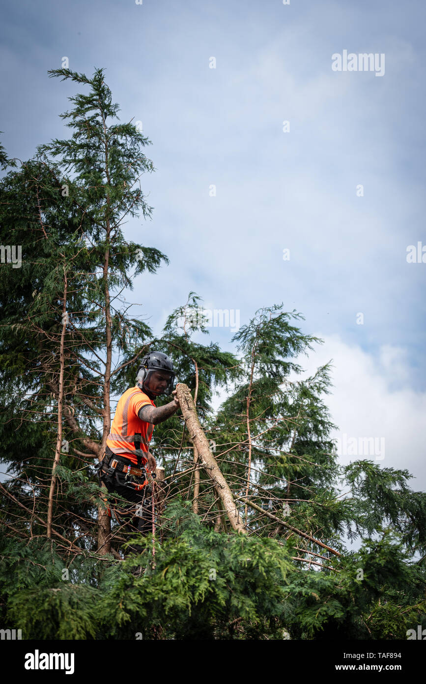 Tree surgeon hanging from ropes in the crown of a tree, throwing cut