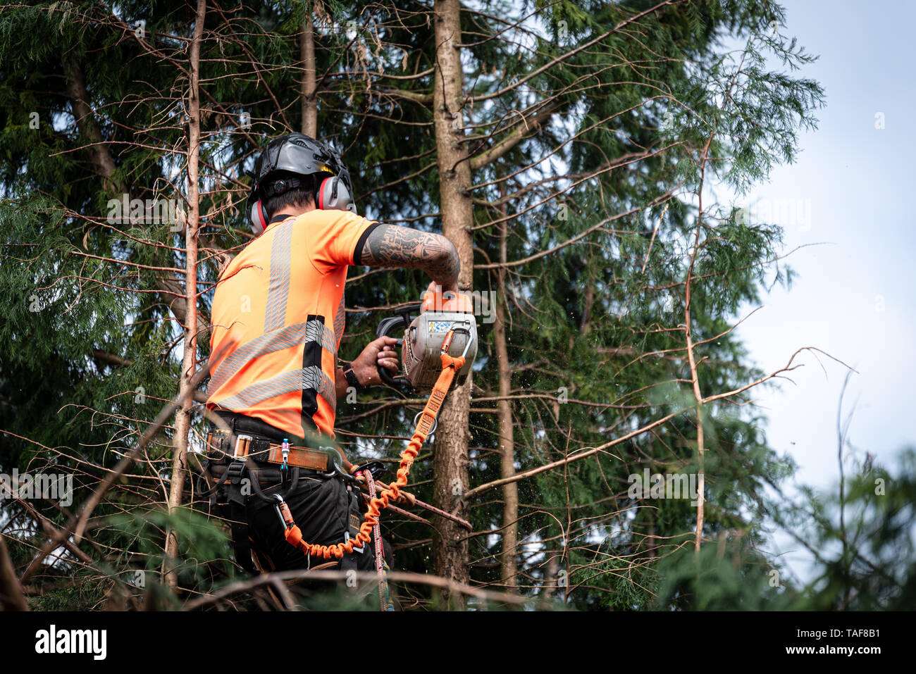 Tree surgeon hanging from ropes in the crown of a tree using a