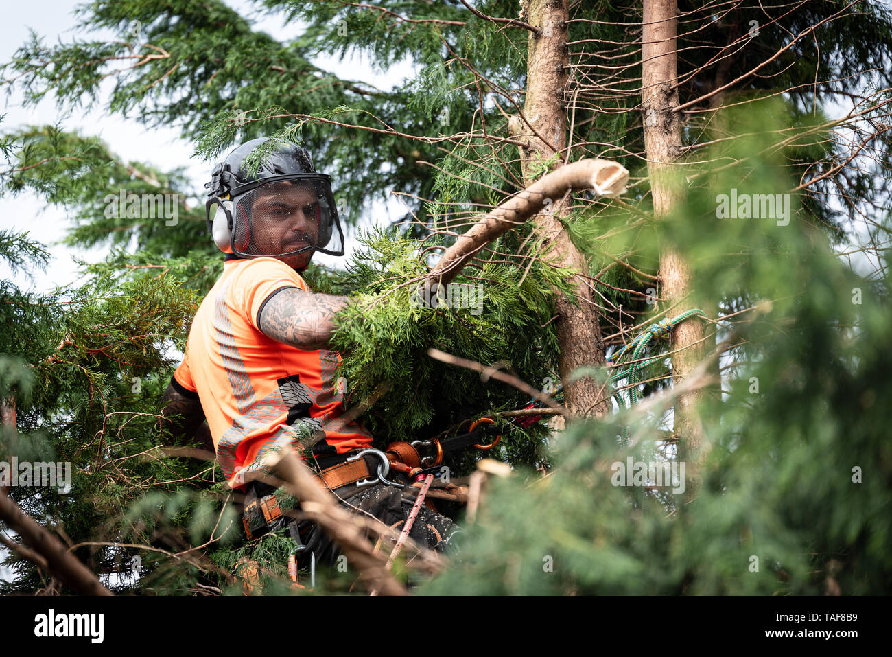 Tree surgeon hanging from ropes in the crown of a tree, throwing cut