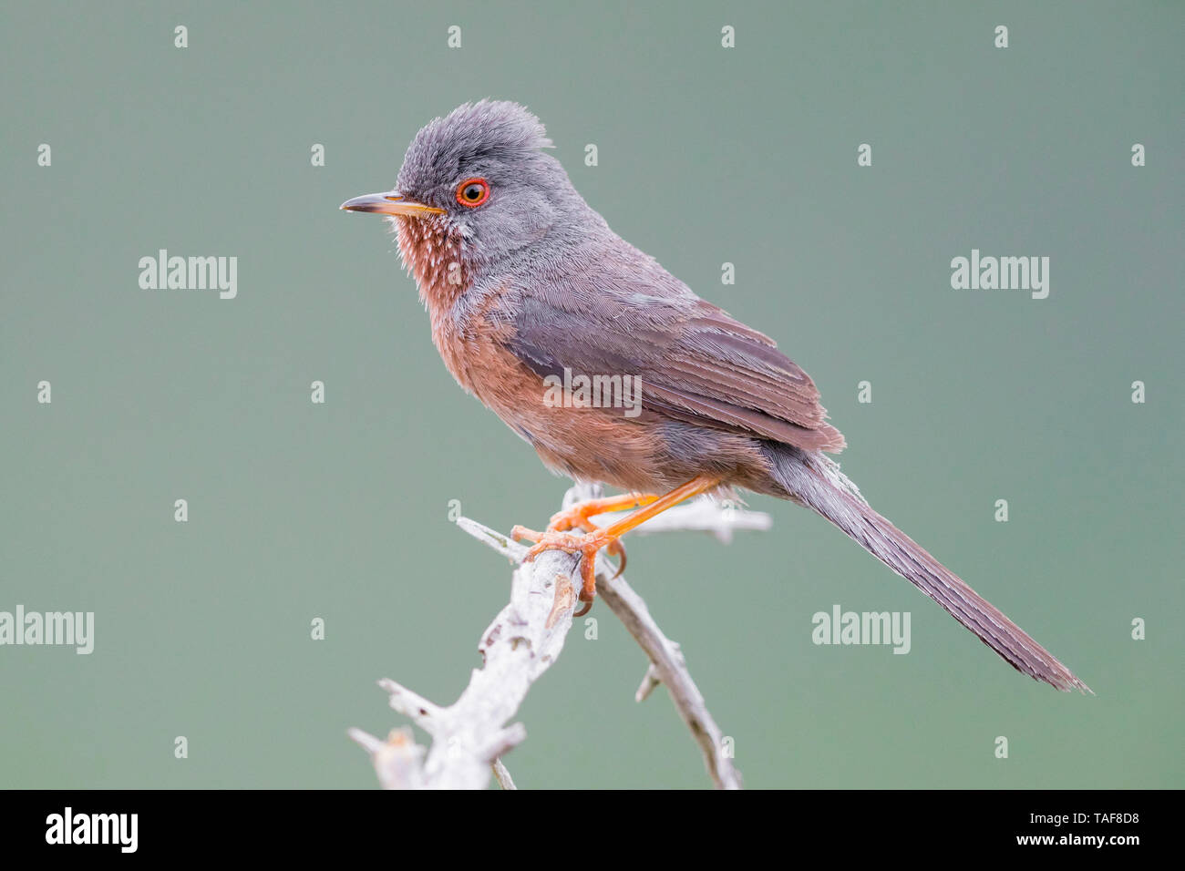 Dartford Warbler (Sylvia undata), adult male perched on a branch, Campania, Italy Stock Photo
