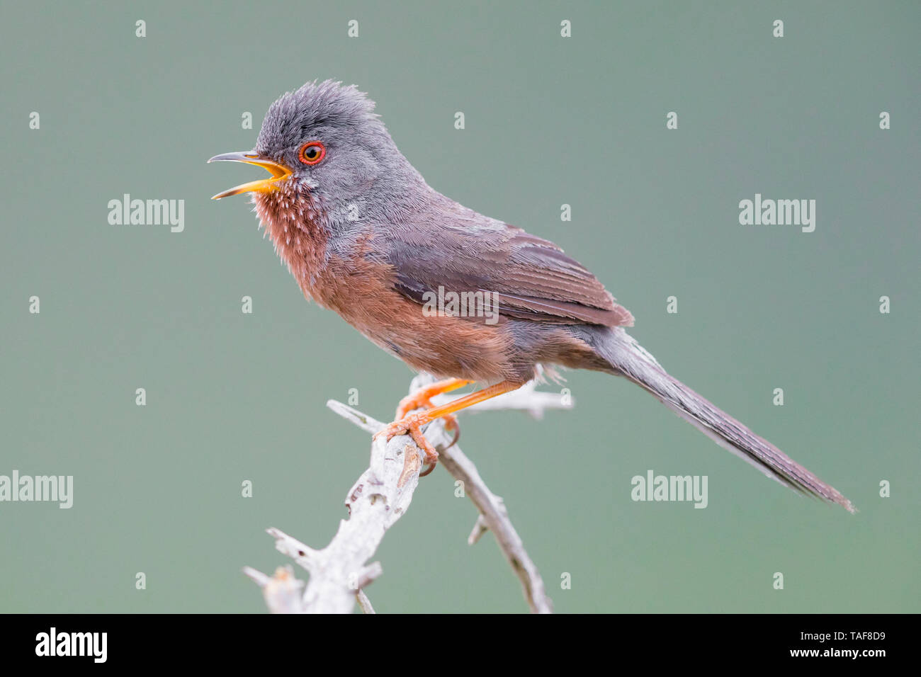 Dartford Warbler (Sylvia undata), adult male singing from a small branch, Campania, Italy Stock Photo