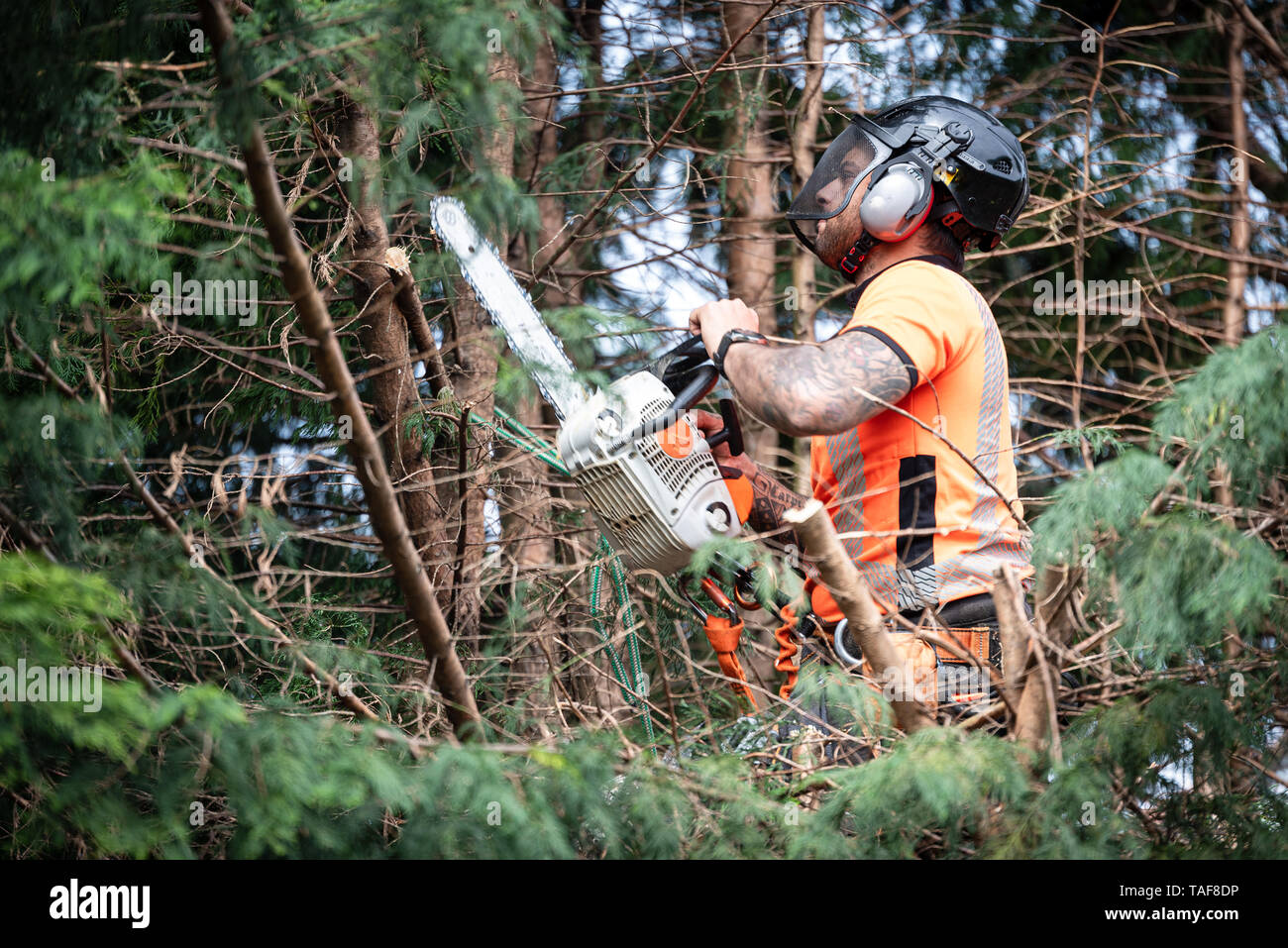 Tree surgeon hanging from ropes in the crown of a tree using a chainsaw ...
