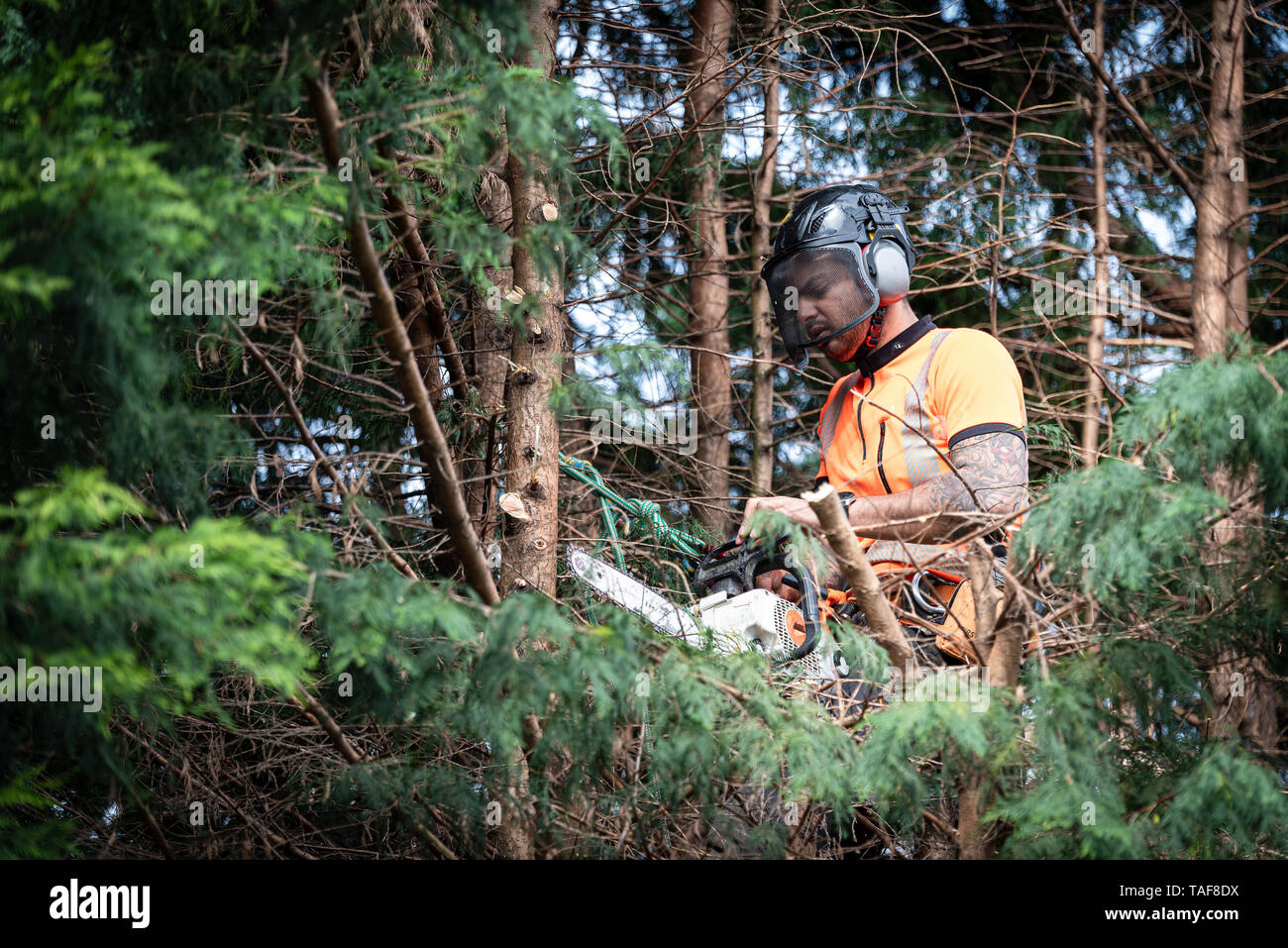 Tree surgeon hanging from ropes in the crown of a tree using a chainsaw ...