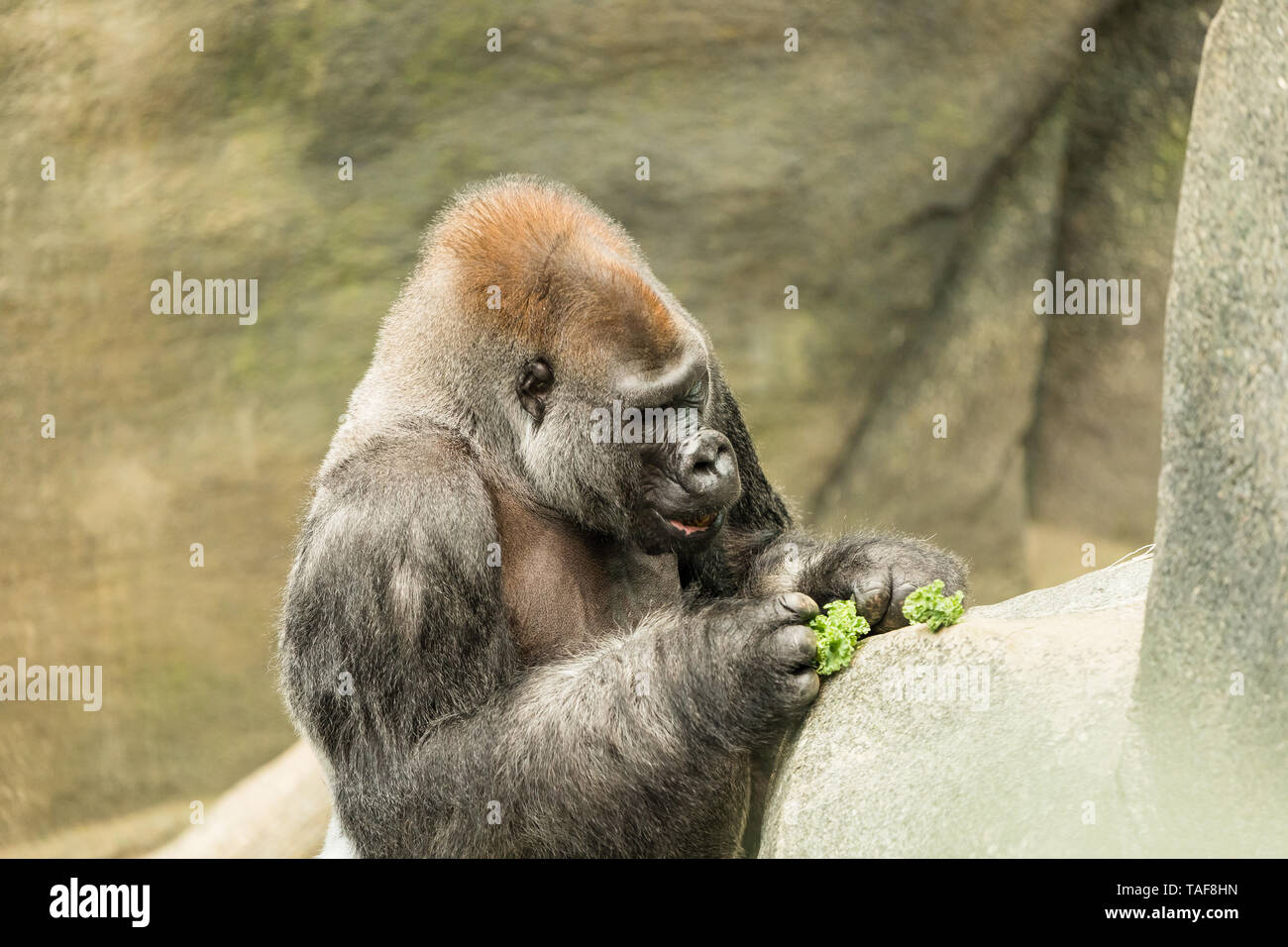 A gorilla holding onto some lettuce to eat. Stock Photo