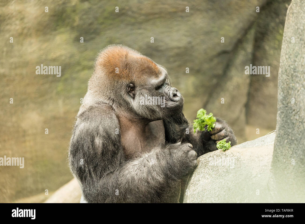 A gorilla holding onto some lettuce to eat. Stock Photo