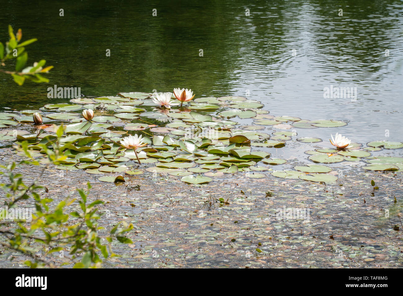 Water lily on park pond. Outdoor sunny day Stock Photo