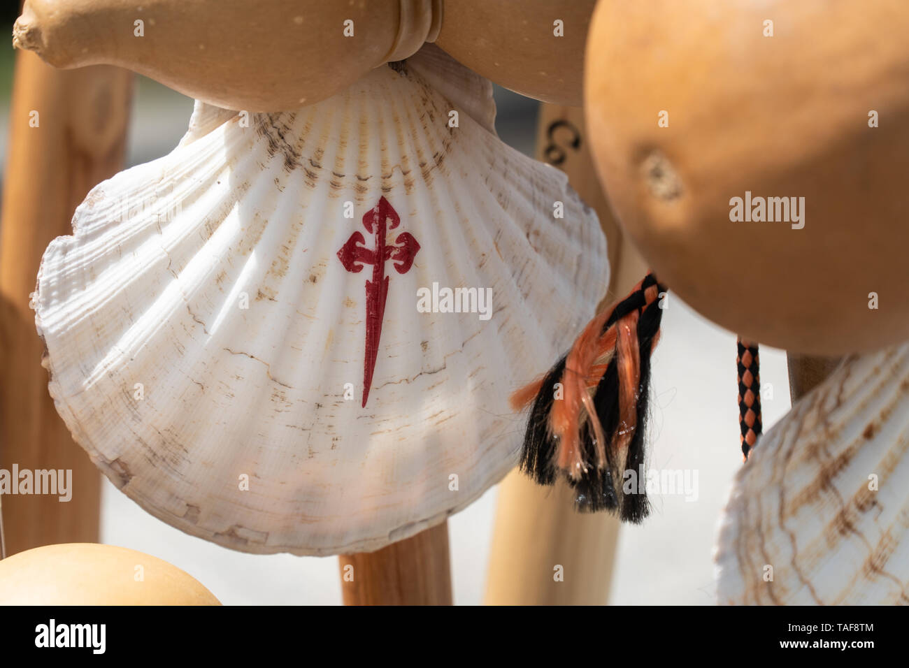 Shell of Way of St James. Camino de Santiago souvenir in Santiago de Compostela, Spain Stock Photo