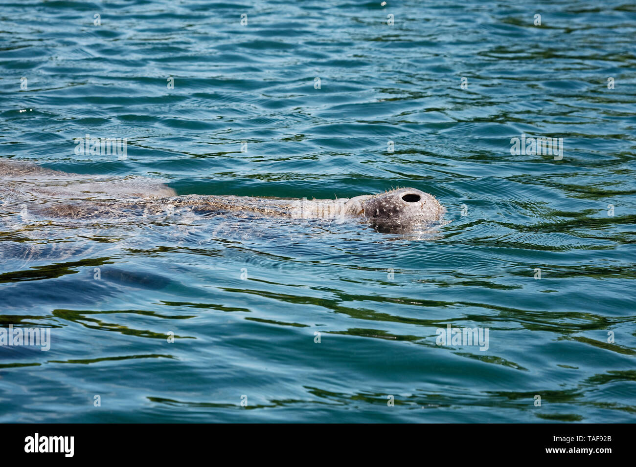 West Indian manatee swimming;snout above water, breathing, large aquatic animal; marine mammal; widlife; Trichechus manatus, nature, Silver Springs St Stock Photo