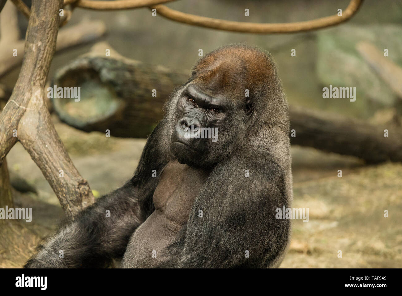 A large silverback gorilla looking towards the camera. Stock Photo