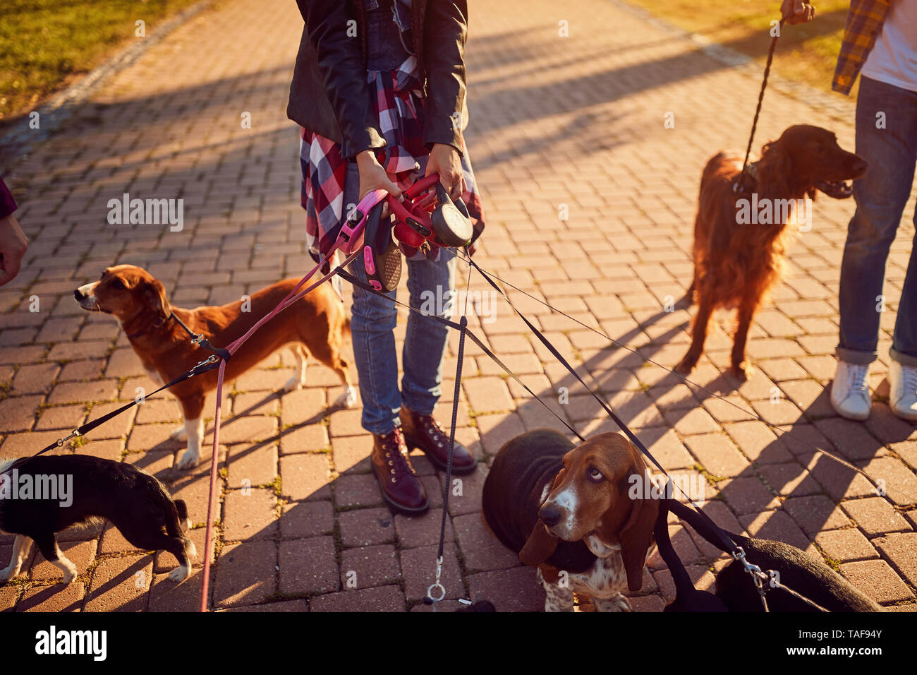 happy dog walking