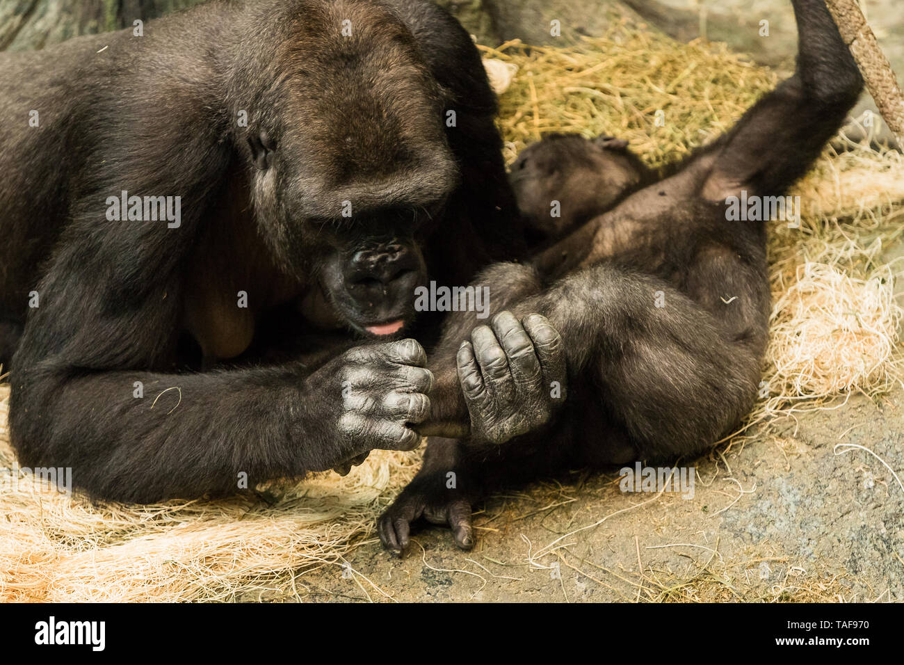 A mother gorilla cleaning a young gorillas feet Stock Photo Alamy