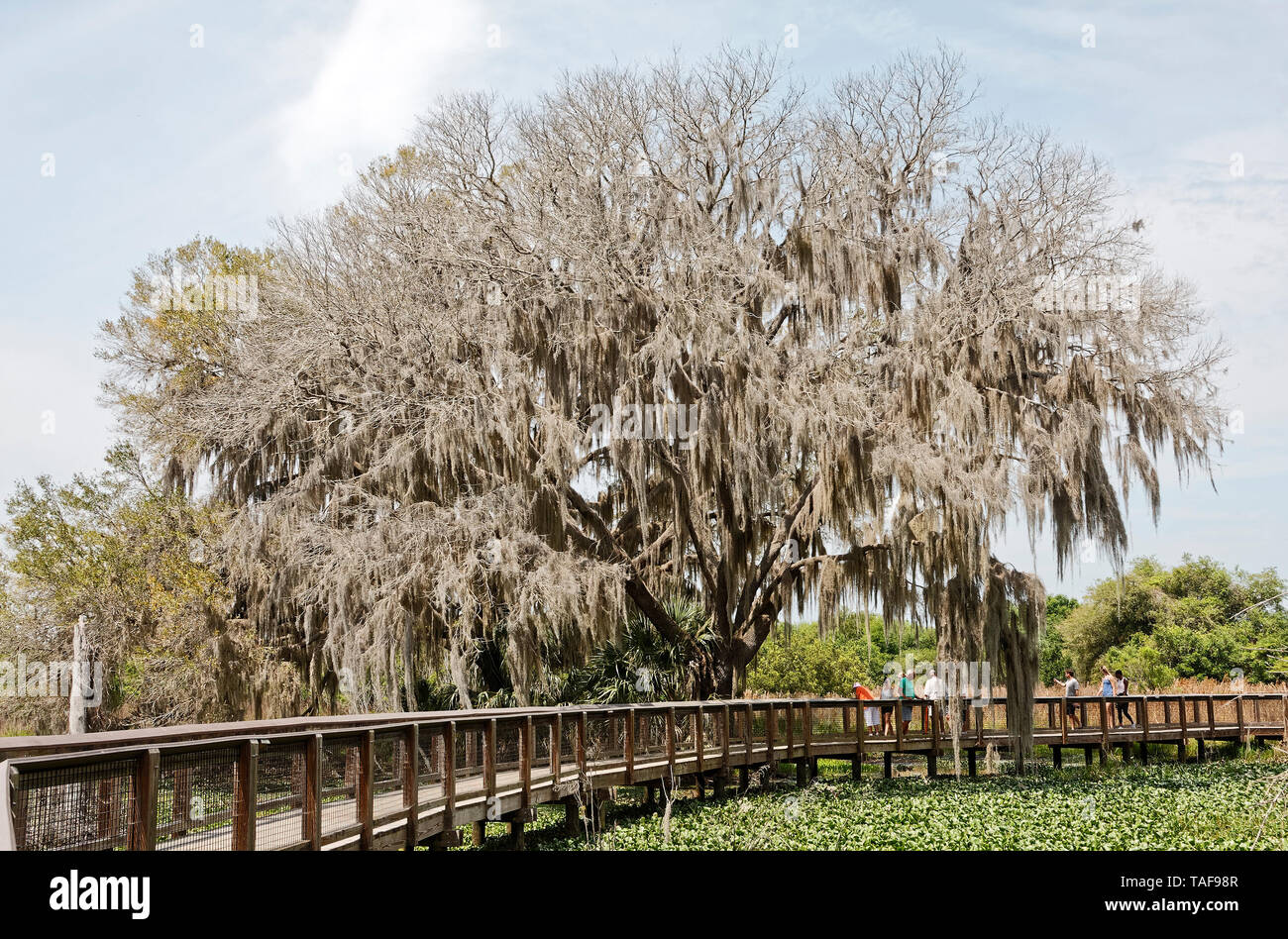 Spanish moss hanging, large tree; feathery; epiphyte; bromeliad