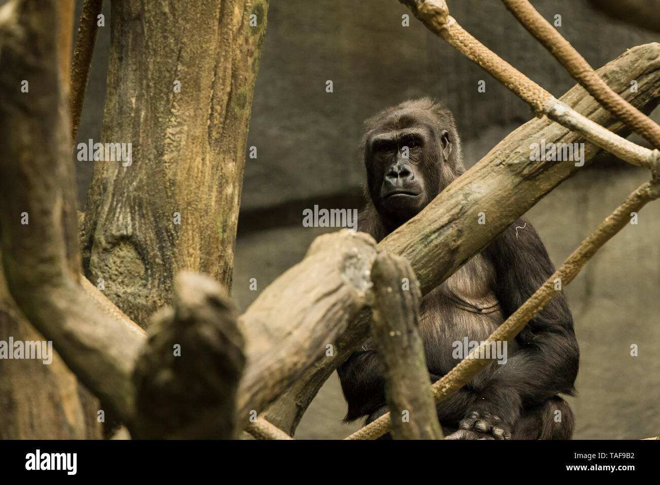 An adult gorilla looking towards the camera in its exhibit. Stock Photo
