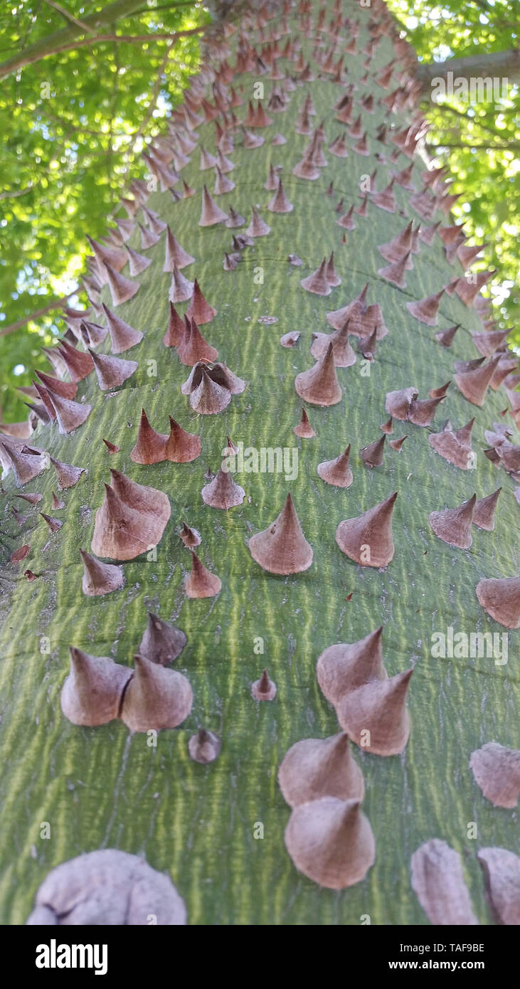 Many thorns on a pointy green tree Stock Photo