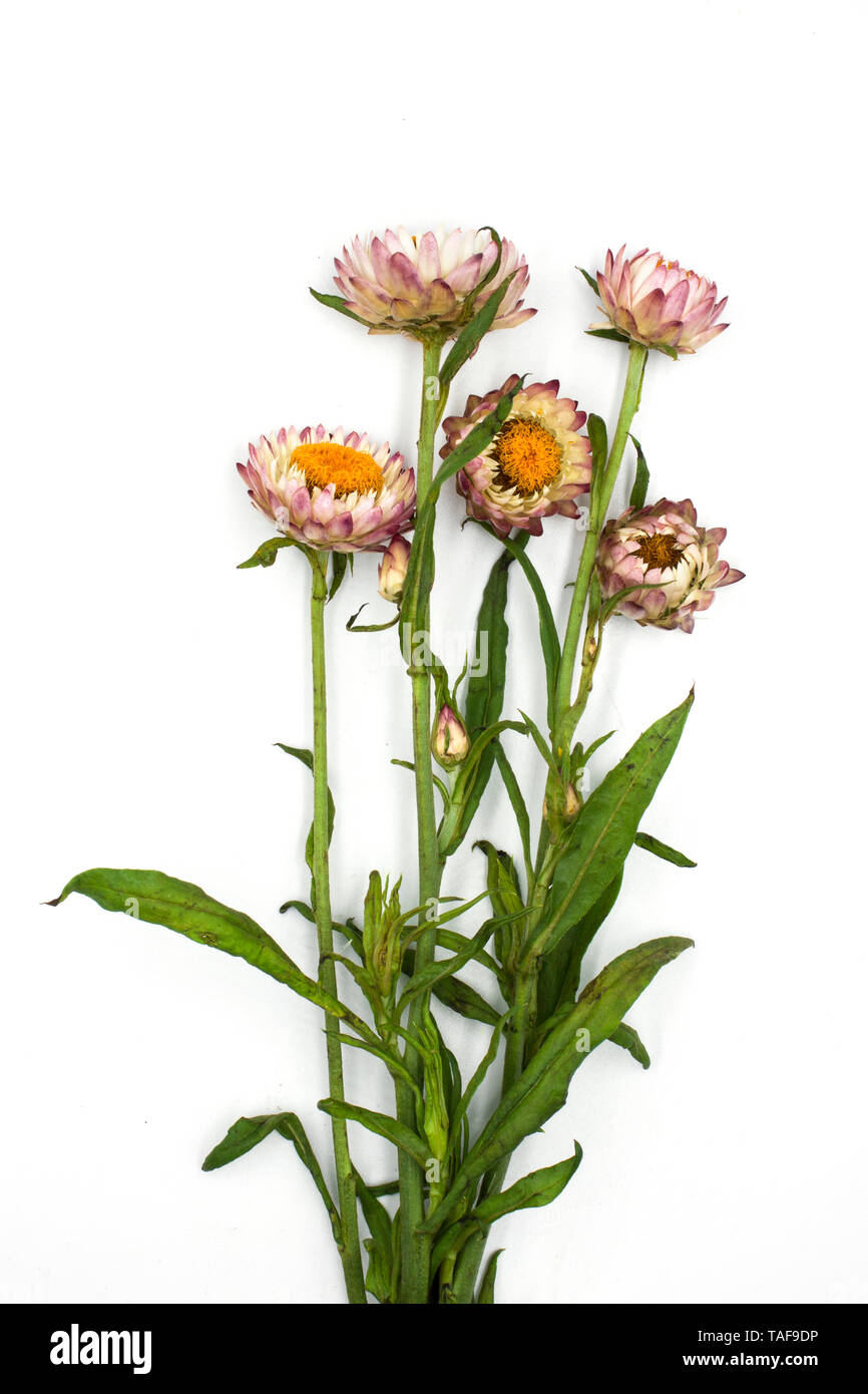 Helichrysum bracteatum blooming the beautiful flowers isolated on white background High resolution image gallery. Stock Photo