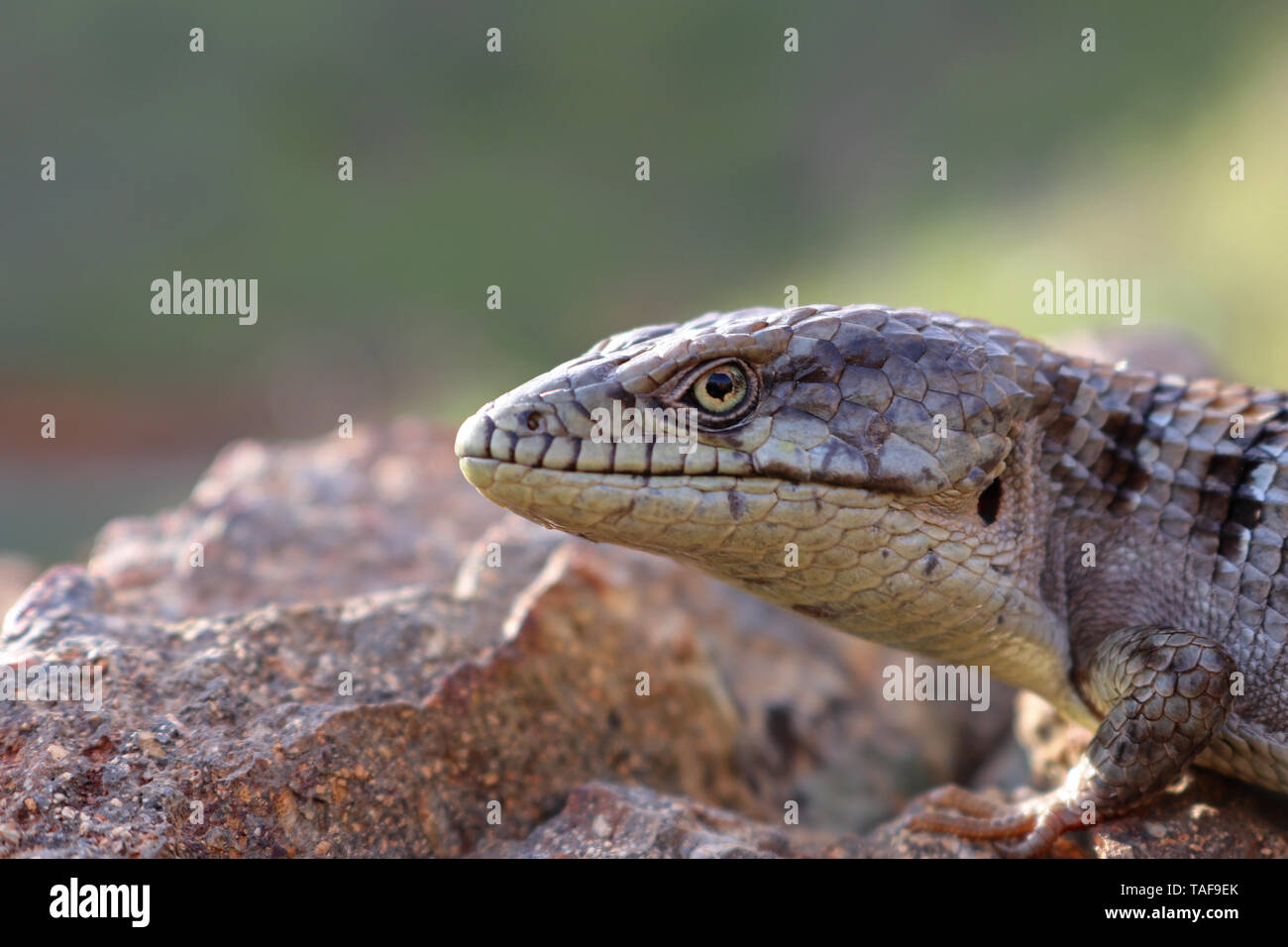 Southern Alligator Lizard (Elgaria multicarinata webbii) Stock Photo