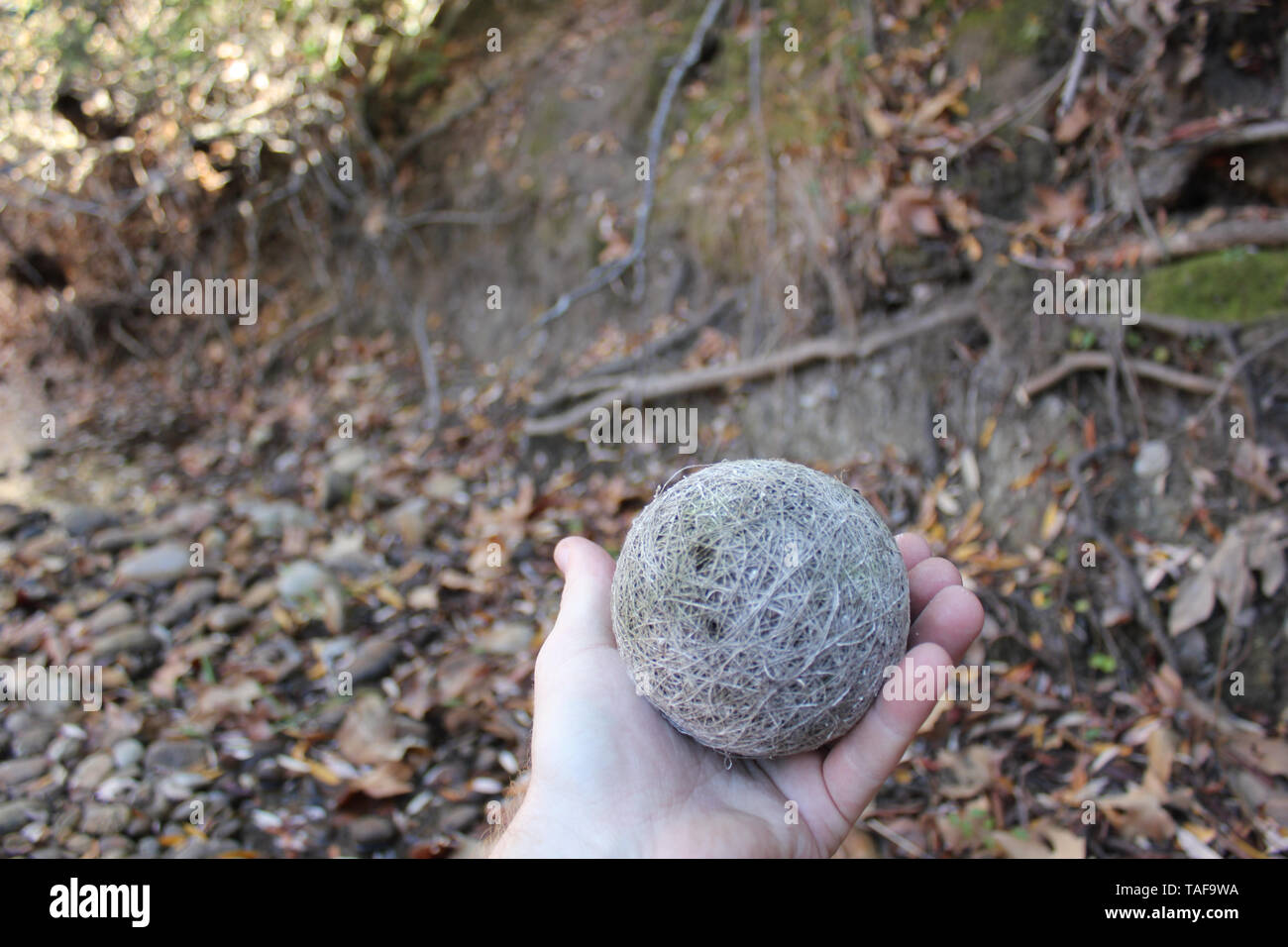 strange natural ball found in forest Stock Photo