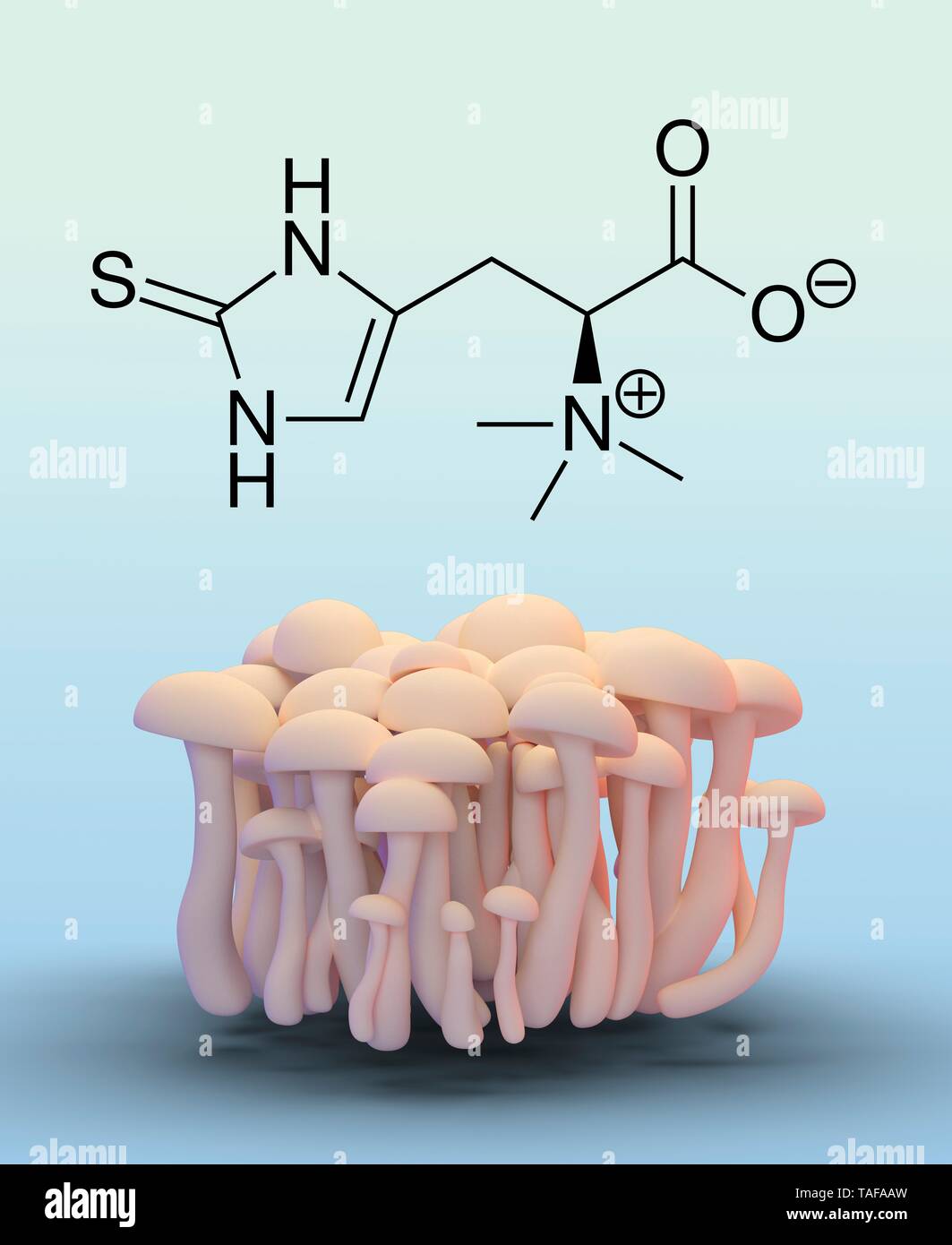 Mushrooms with ergothioneine molecule, illustration Stock Photo Alamy