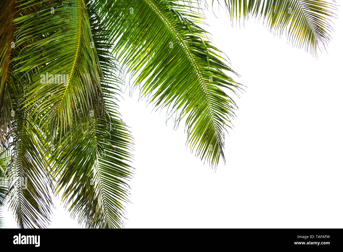 Closeup Of Green Palm Leaves Of Tree Isolated On White Stock Photo Alamy
