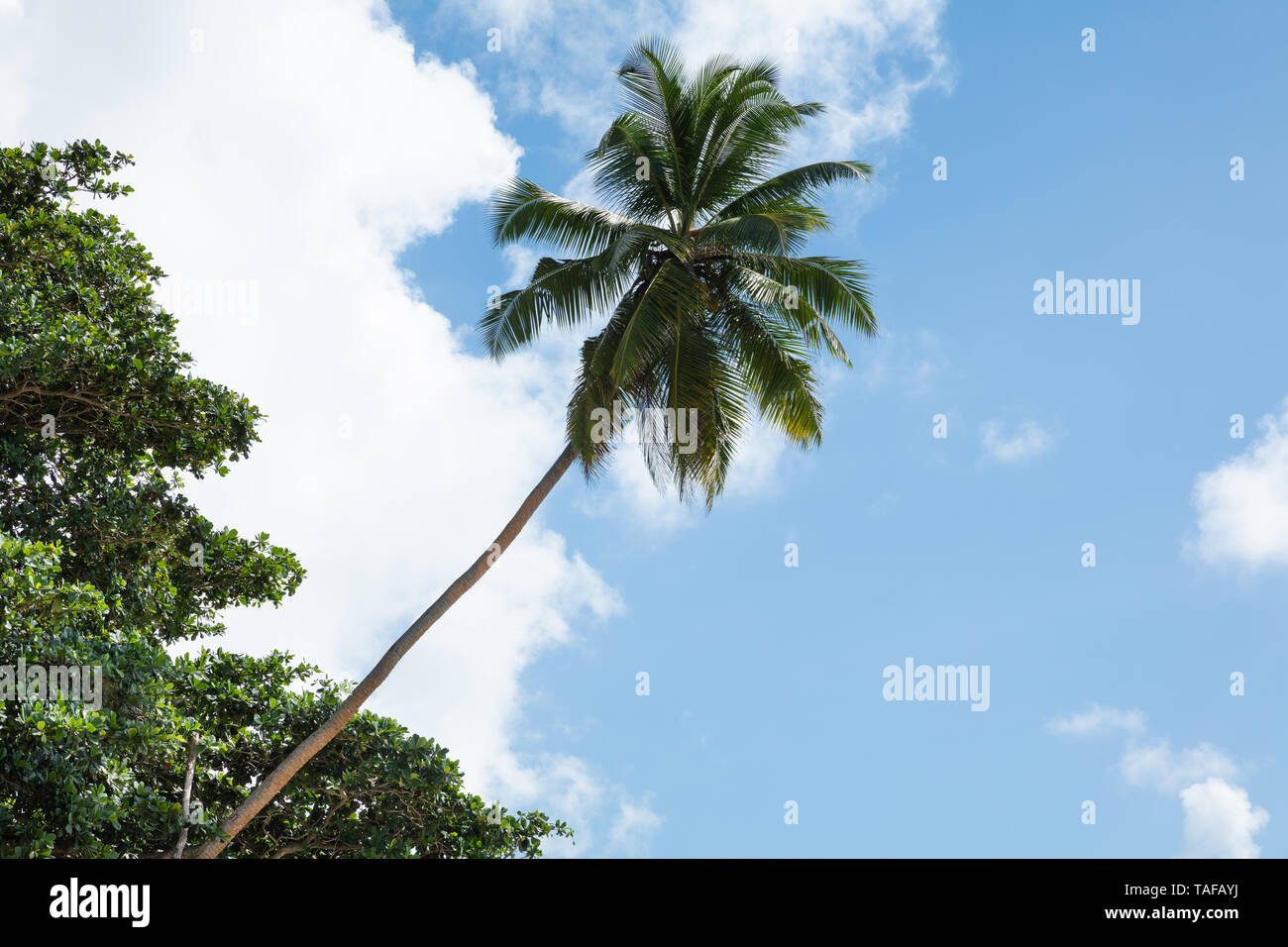 Low Angle View Of Green Coconut Palm Trees Against Sky Stock Photo