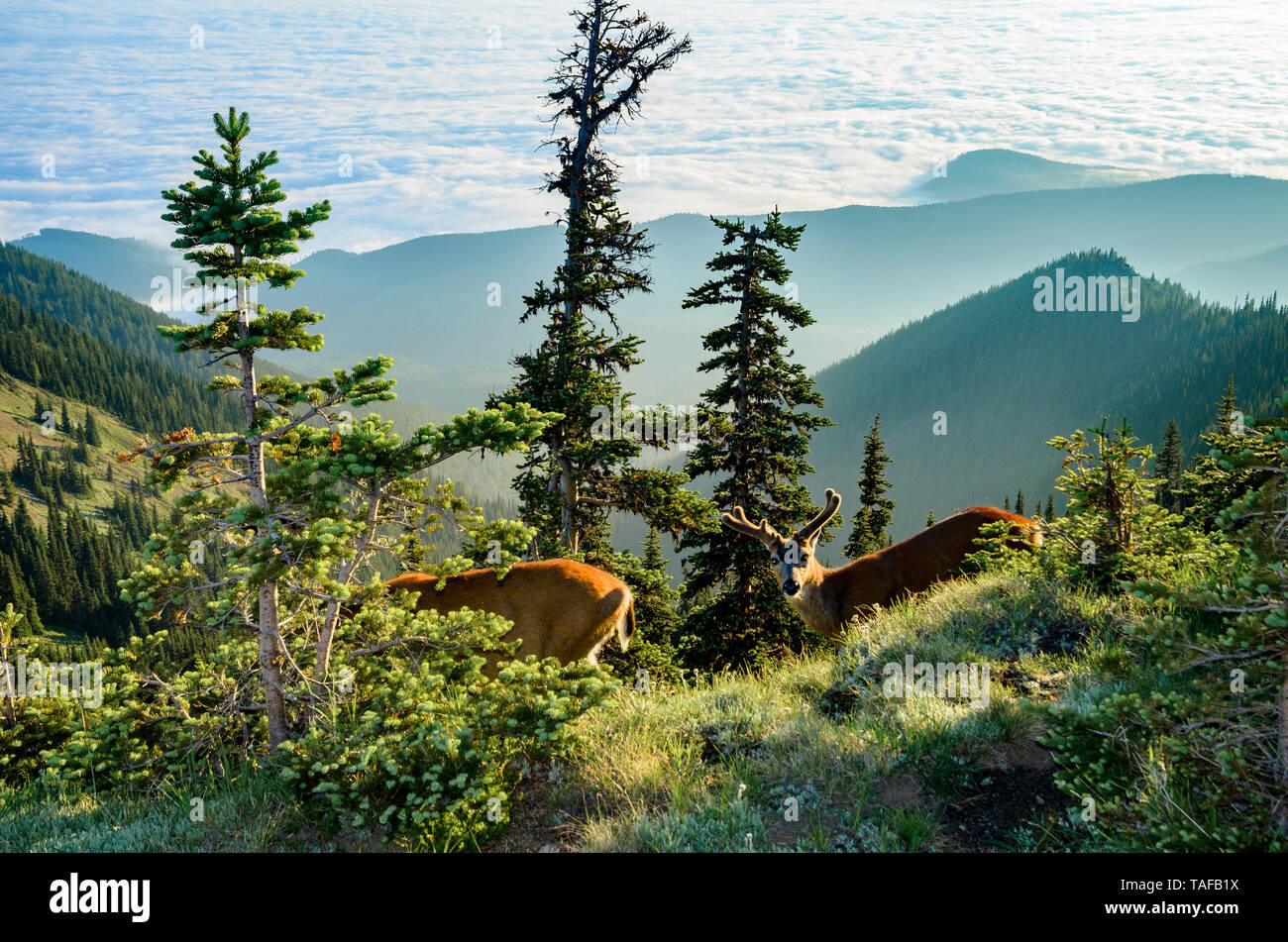 Columbian black tailed deer, Deer Park, Olympic National Park, Washington, USA Stock Photo