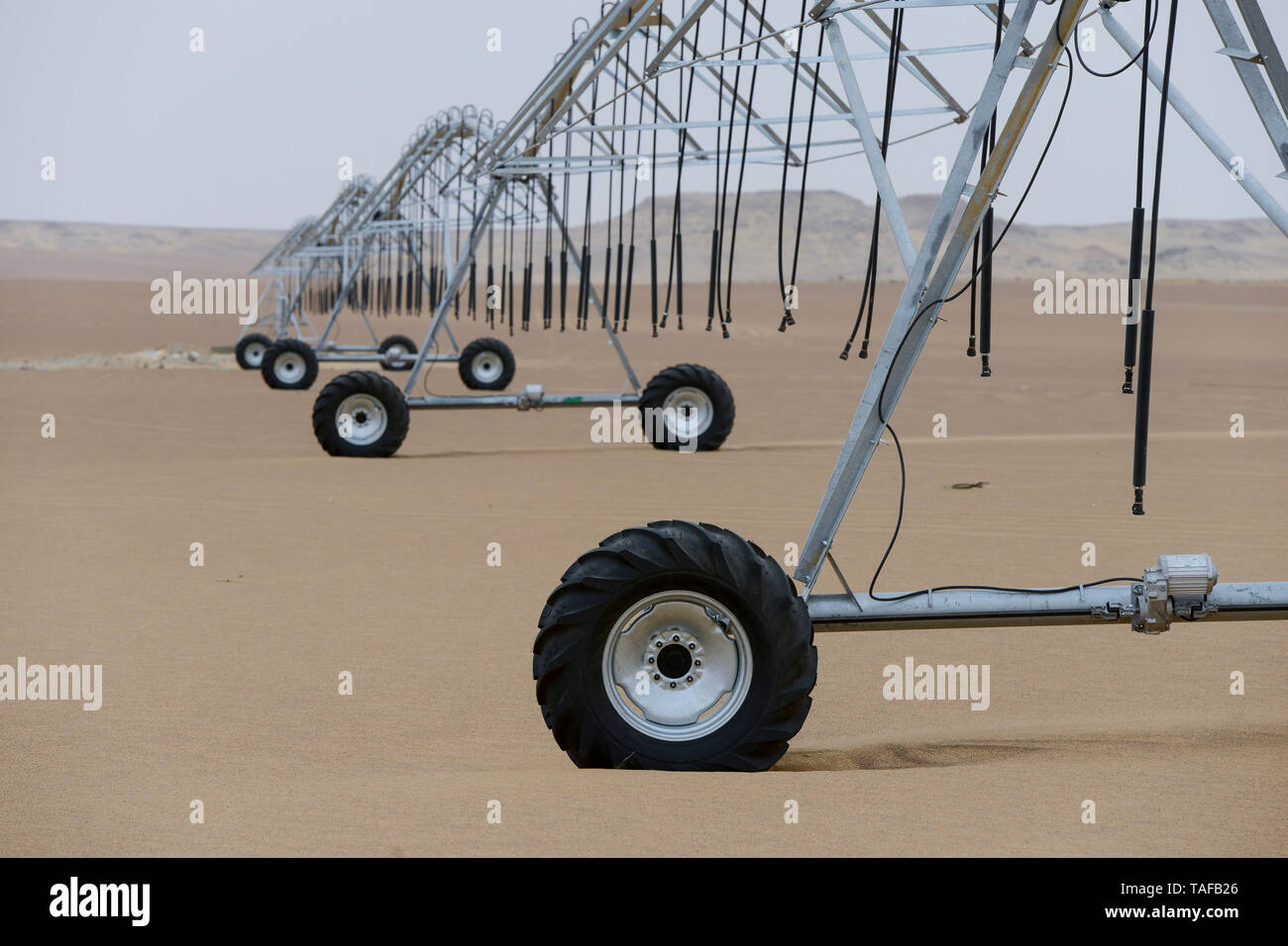 EGYPT, Bahariyya Oasis, desert farming , Center Pivot irrigation for a