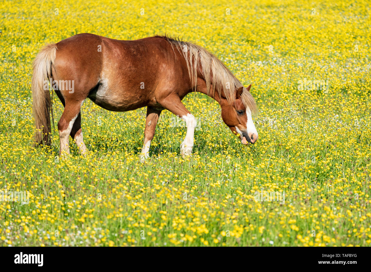 pony grazing in yellow flower field Stock Photo