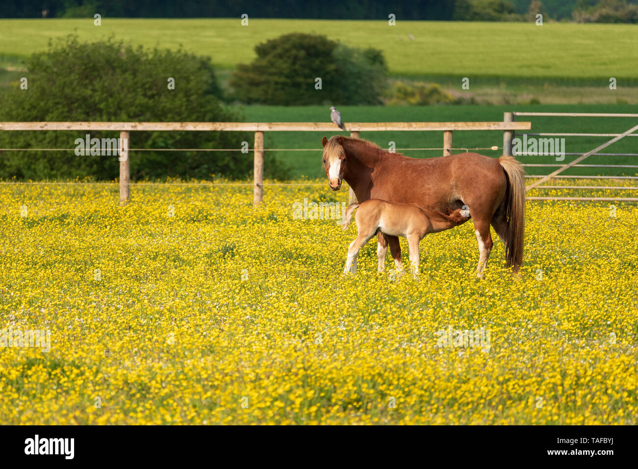 ponies in yellow flower field Stock Photo