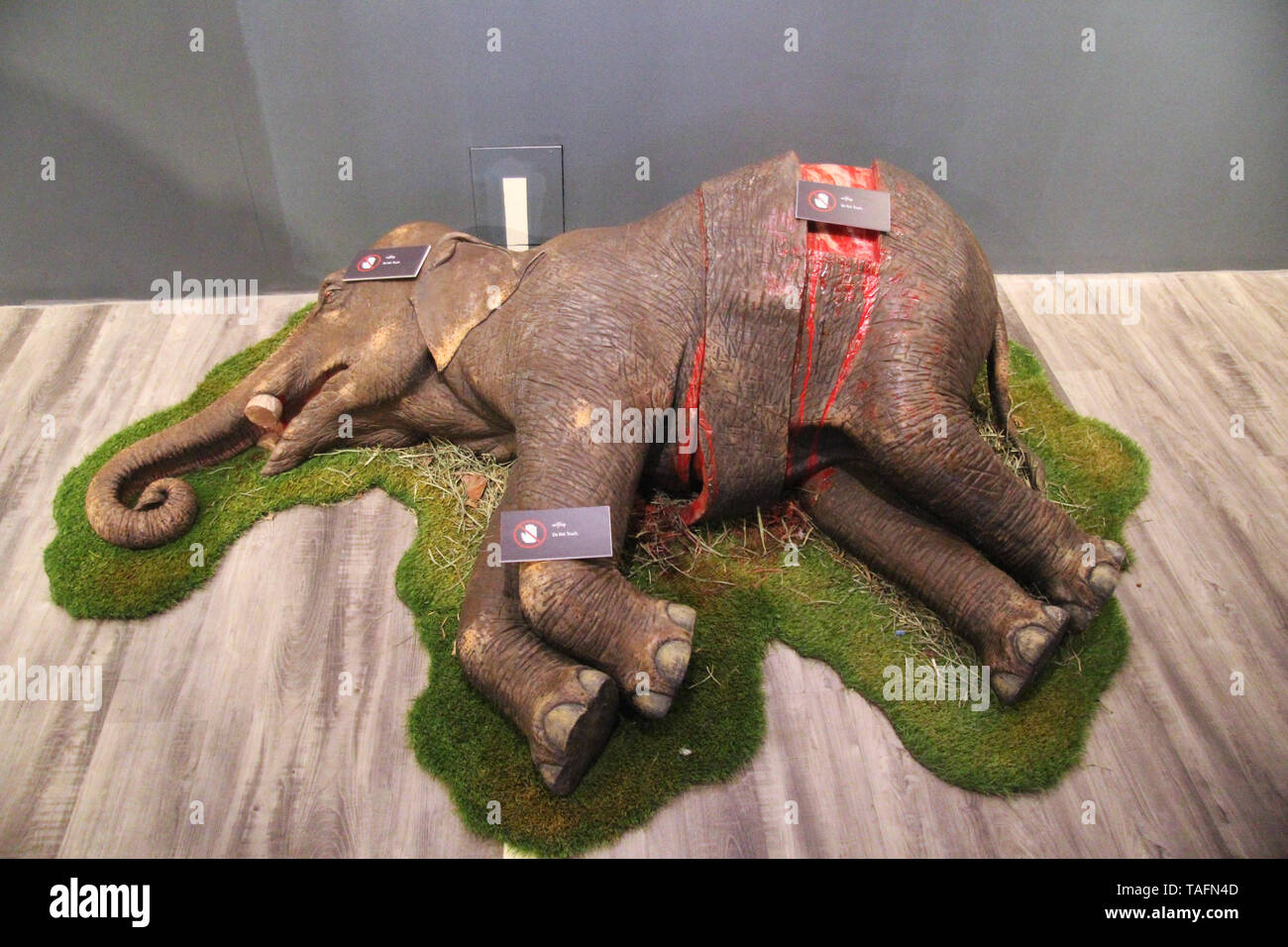 Rangun, Myanmar. 08th Apr, 2019. A replica of an elephant killed by  poachers is on display in Myanmar's Elephant Museum. With a new elephant  museum, animal conservationists in Myanmar want to draw