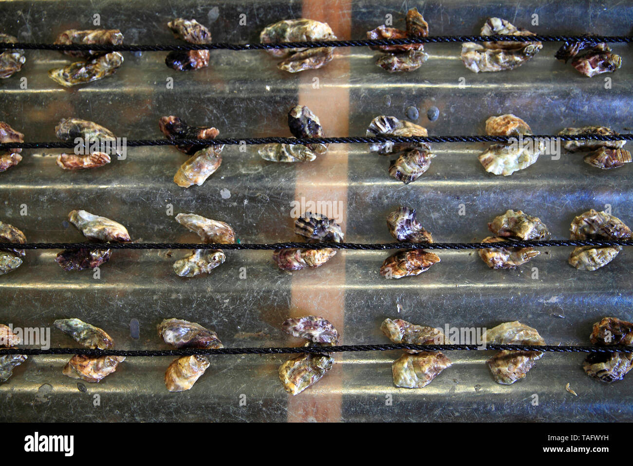 Oyster spat hires stock photography and images Alamy