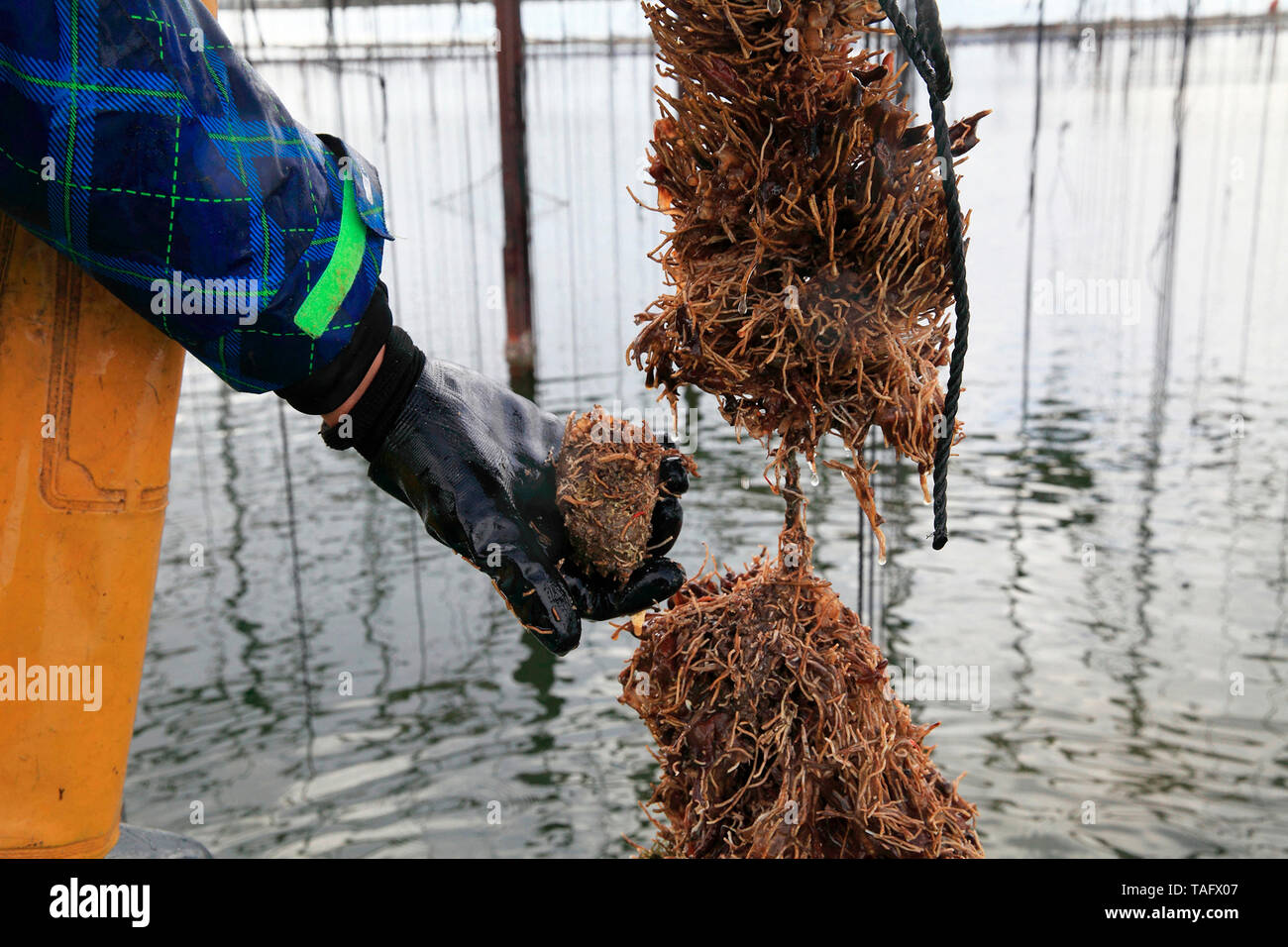 oyster spat feed oyster spat feed