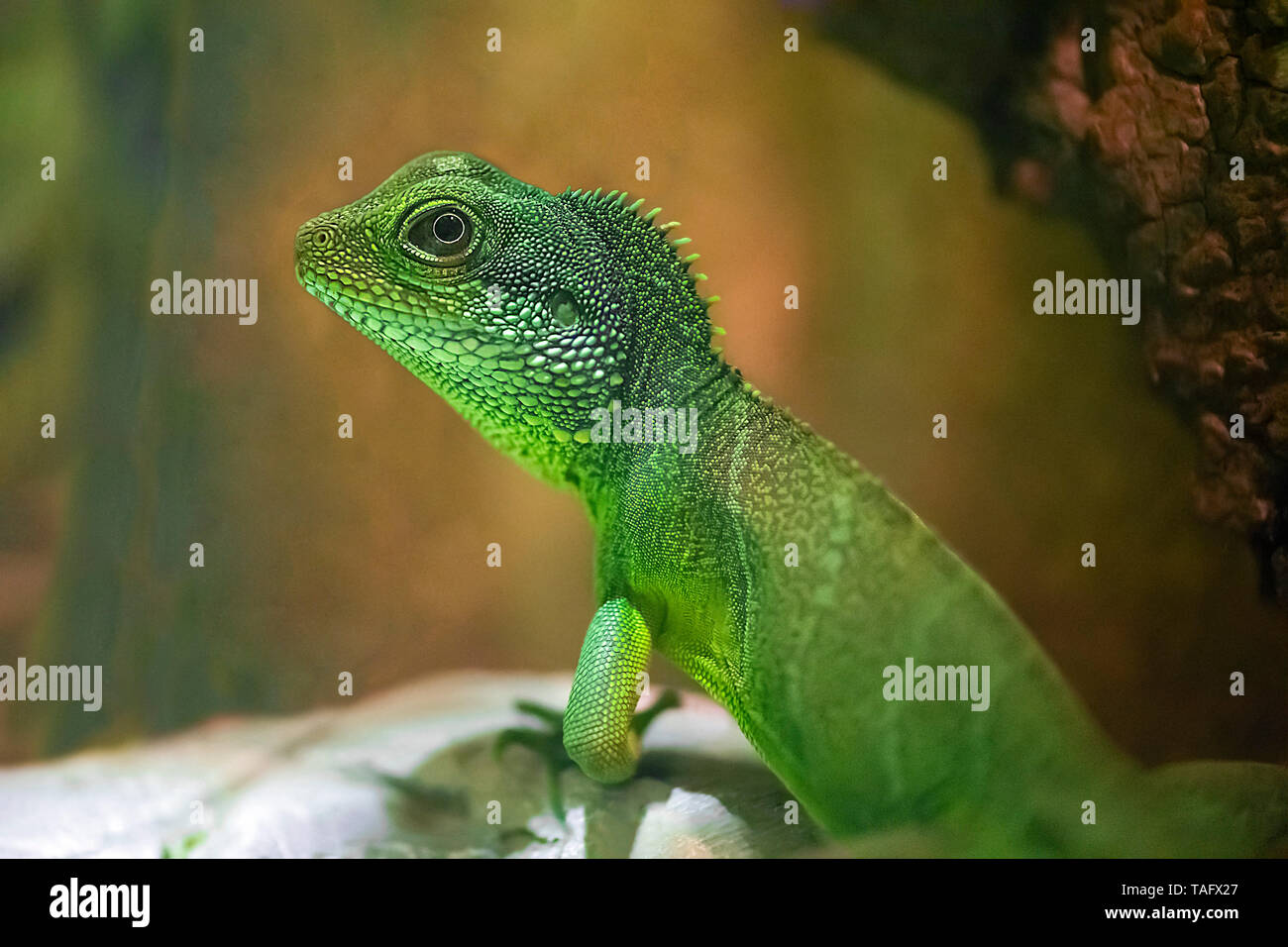 Asian Water Dragon (Physignathus cocincinus) on a stone in a vivarium