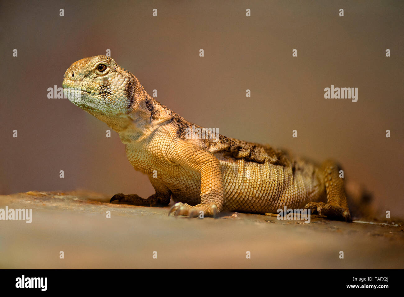Uromastyx thomasi hires stock photography and images Alamy
