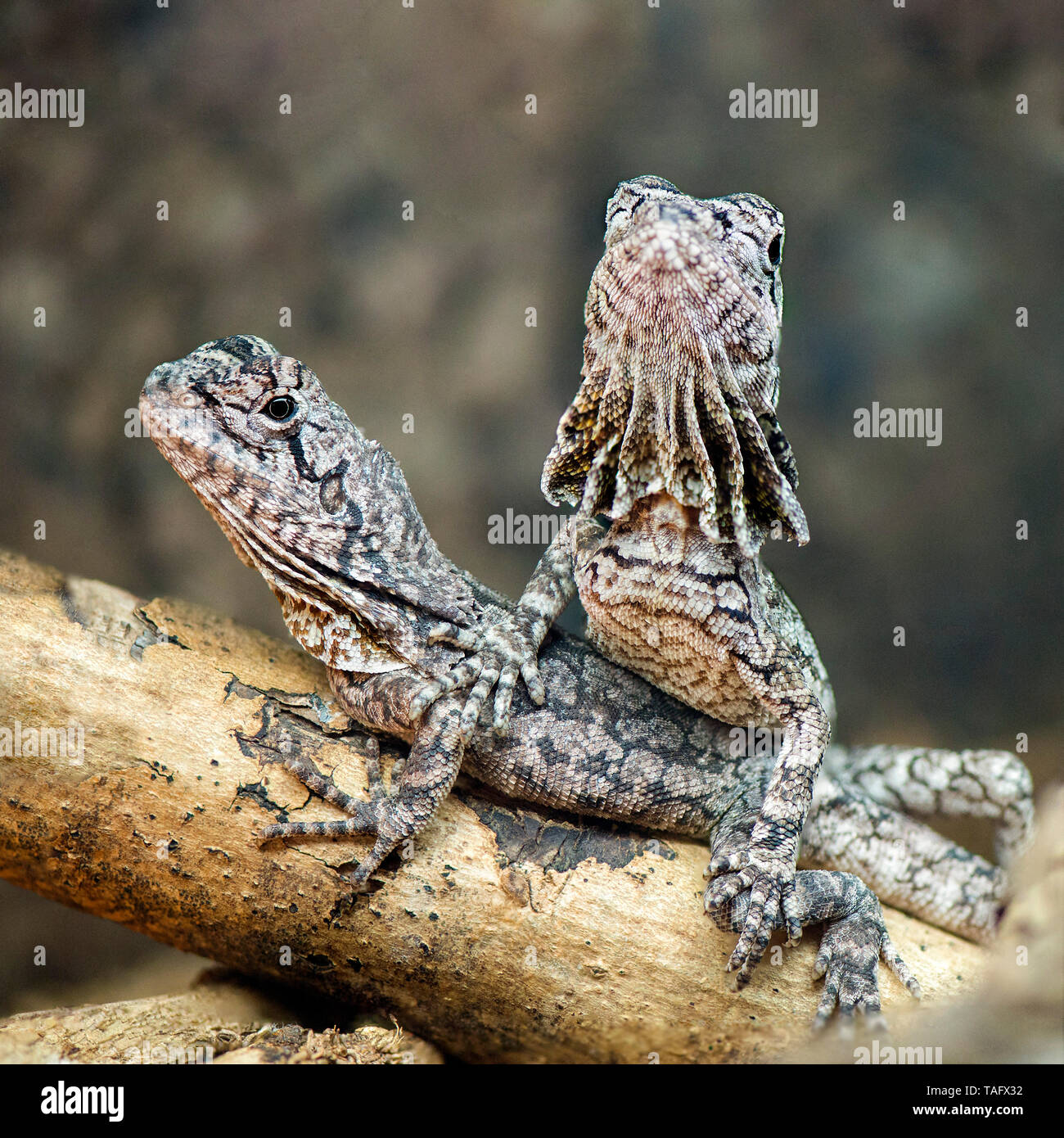 Frilled Lizard (Chlamydosaurus kingii) juveniles on a branch in a terrarium, France Stock Photo