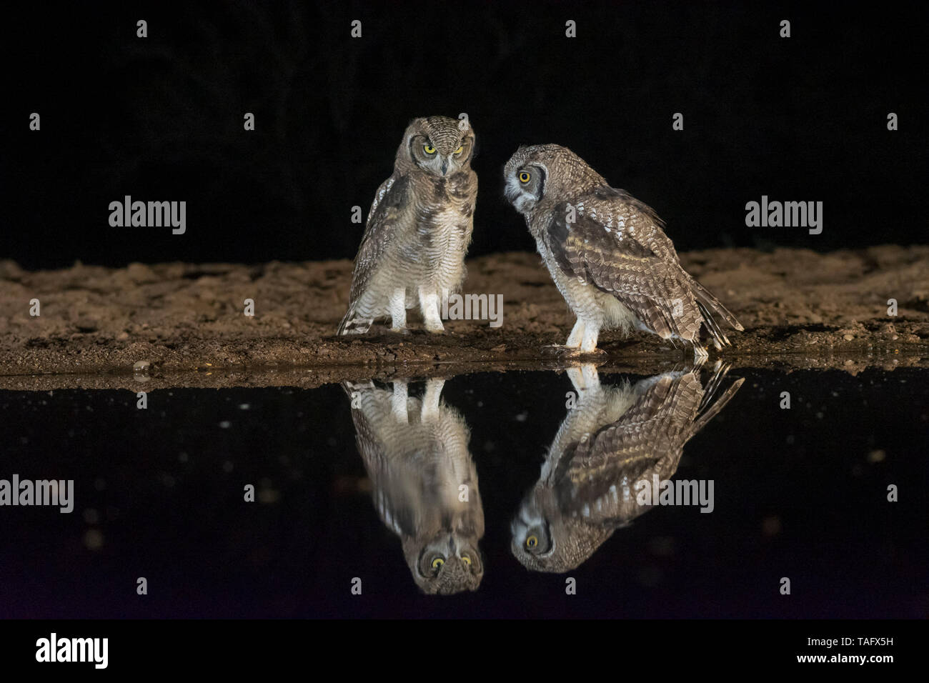 Spotted Eagle Owl (Bubo africanus) pair at the water's edge at night, KwaZulu-Natal, South Africa Stock Photo