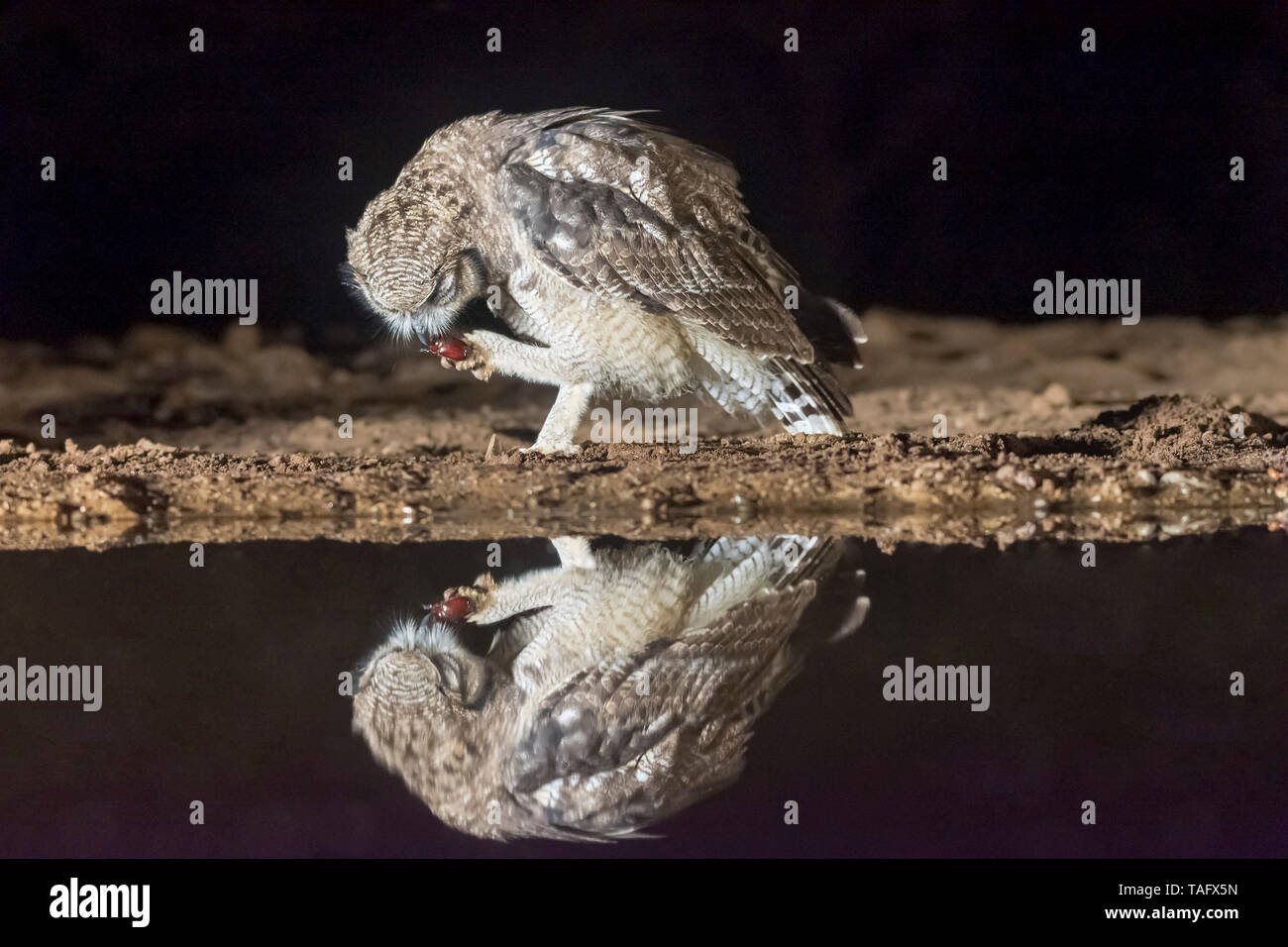 Spotted Eagle Owl (Bubo africanus) eating an insect at the water's edge at night, KwaZulu-Natal, South Africa Stock Photo