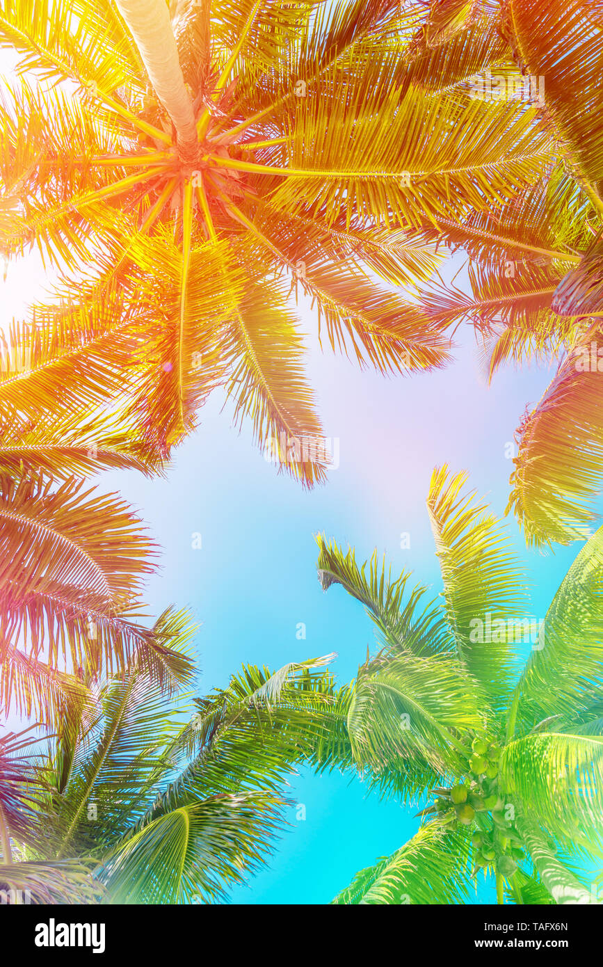 Exotic Palm Trees Background Vintage for Beach-themed designs