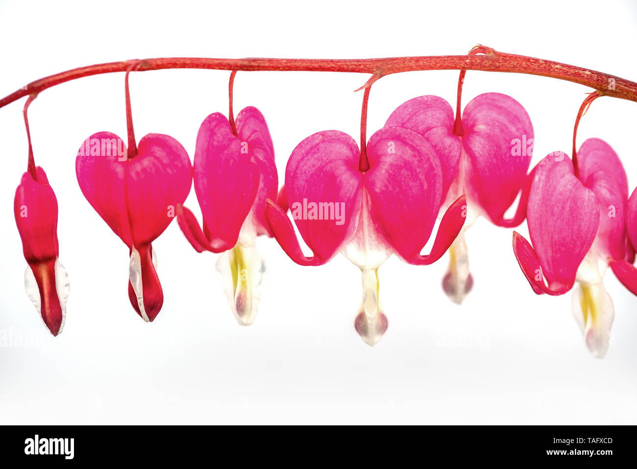 Bleeding heart flowers close up isolated on white background (Lamprocapnos spectabilis) Stock Photo