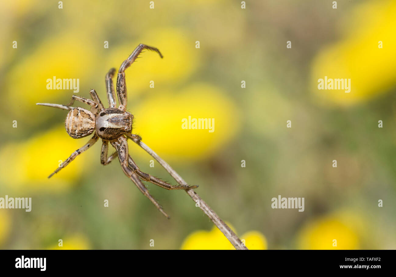 Crab Spider (Xysticus cristatus) on the lookout, Northern Vosges