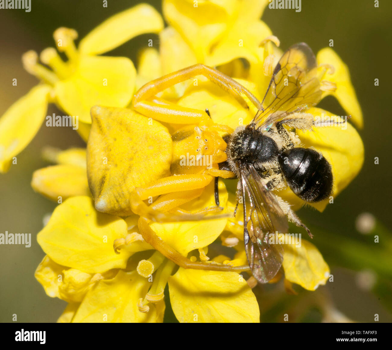 Goldenrod Spider (Misumena vatia) female catching a Solitary bee (Andrena agilissima) on Black mustard (Brassica nigra) flowers, Pays de Loire, France Stock Photo