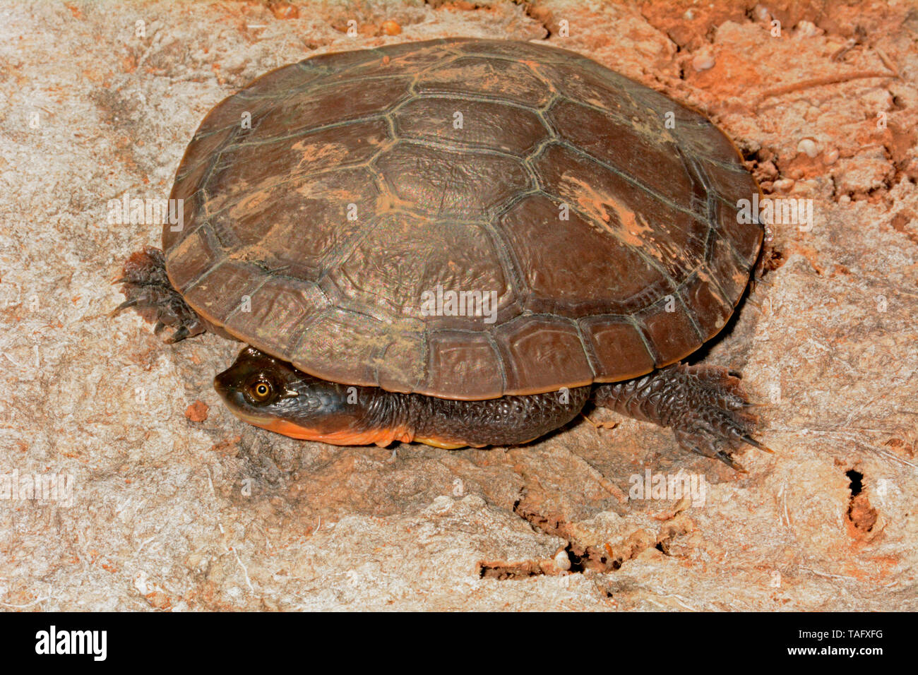 Steindachner's Snake-necked Turtle (Chelodina steindachneri), Galena Bridge Rest Area, WA, Australia Stock Photo