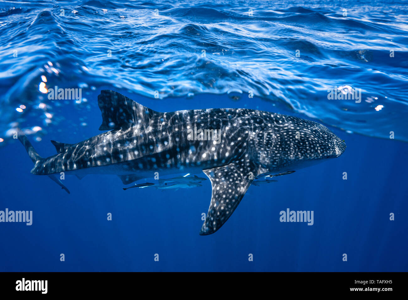 Whale shark (Rhincodon typus) in the waters of Nosy Be, Madagascar Stock Photo