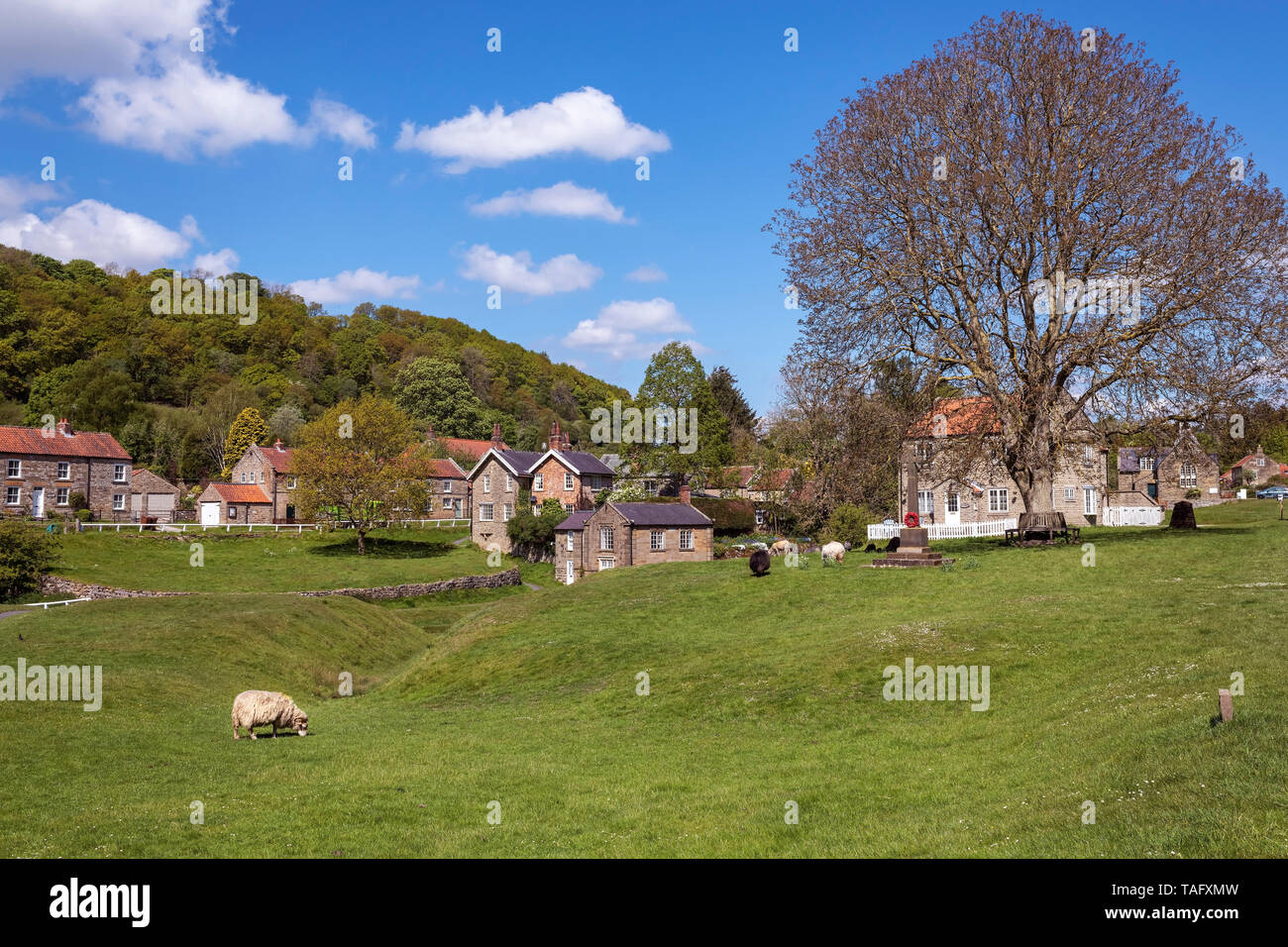 Sheep grazing on the village green, Hutton-le-Hole, North York Moors, Yorkshire, UK Stock Photo