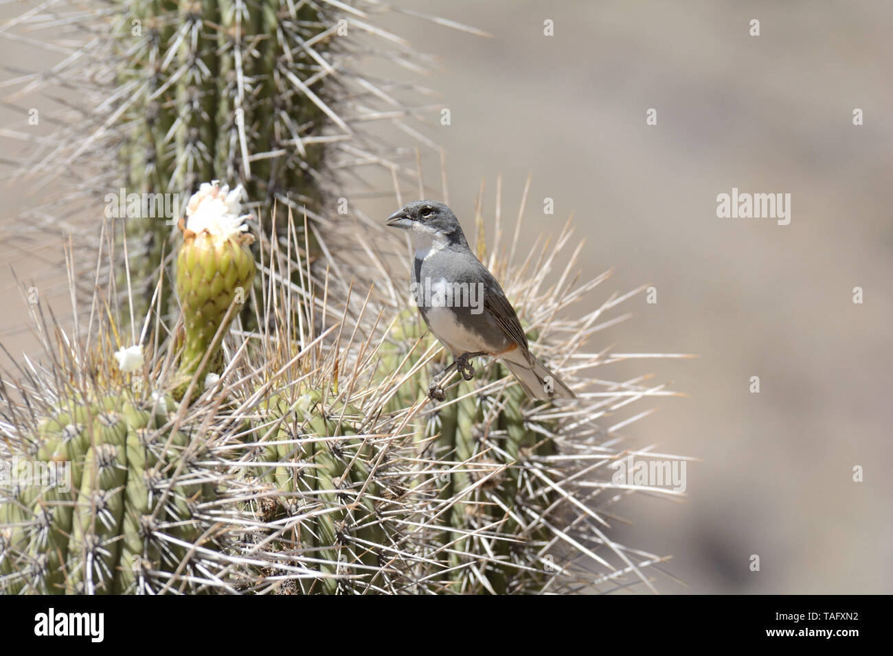 Common Diuca-finch (Diuca diuca) on cactus, Vicuña, Elqui, IV Region of Coquimbo, Chile Stock Photo