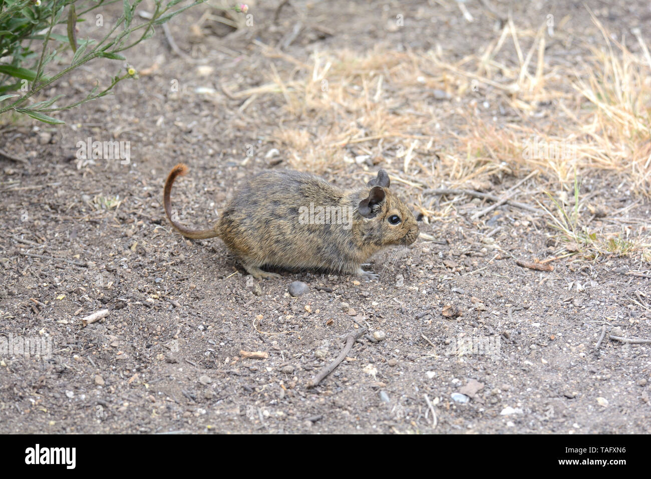 Degu (Octodon degus), Octodontidae indigenous to Chile and southern Peru, ca. Canela, IV Region of Coquimbo, Chile Stock Photo