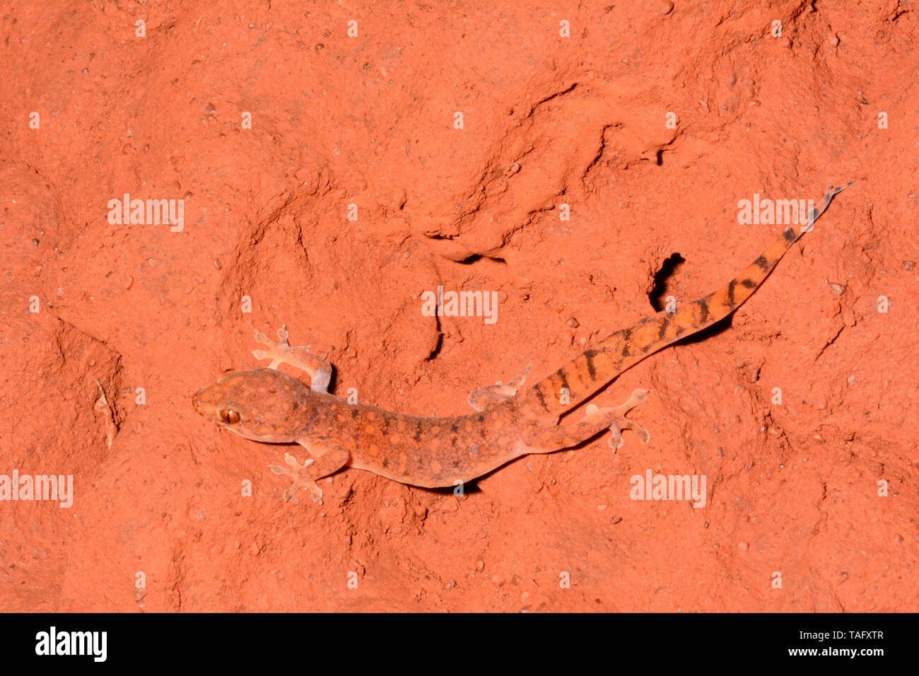 Pilbara dtella (Gehyra pilbara), Karijini National Park, WA, Australia