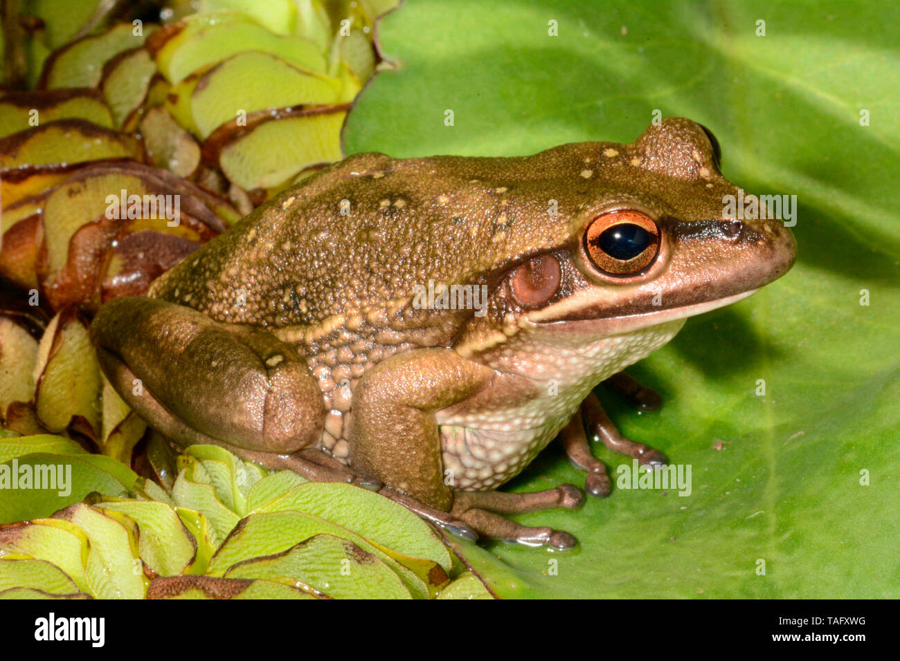 Golden Bell Frog (Litoria aurea), Australia Stock Photo