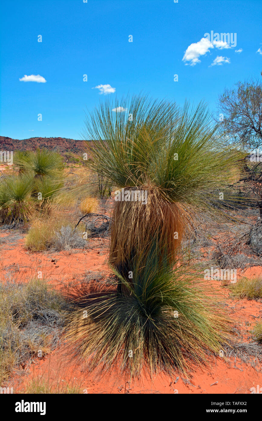 Cundeelee grasstree (Xanthorrhoea thorntonii), Alice Spring, NT